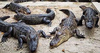 Alligators